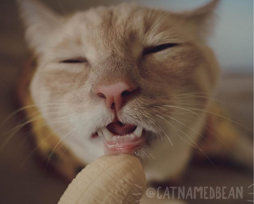 バナナを舐めるのが大好きな猫 ビーン がかわいすぎ オリエンタル愛ランド